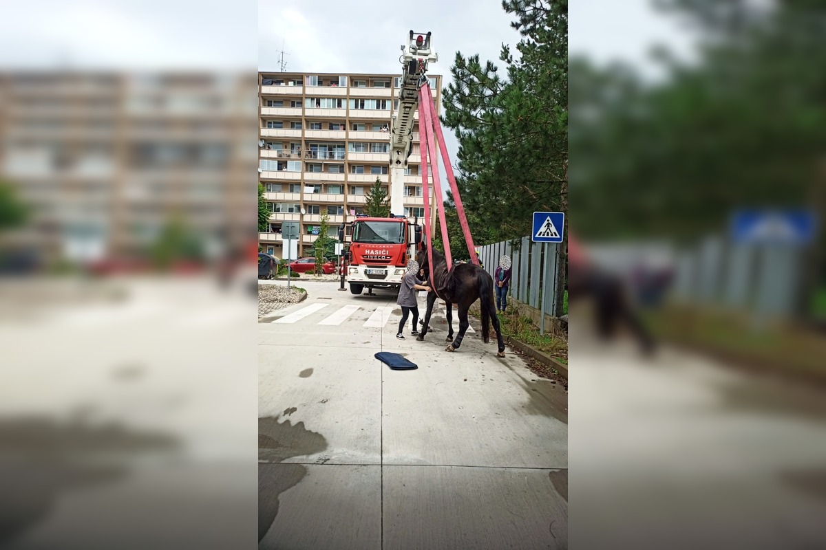 FOTO: Hasiči ratovali koňa v Moldave nad Bodvou, foto 3