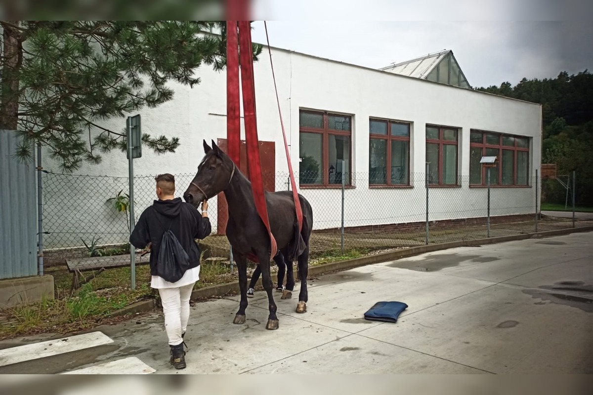 FOTO: Hasiči ratovali koňa v Moldave nad Bodvou, foto 4