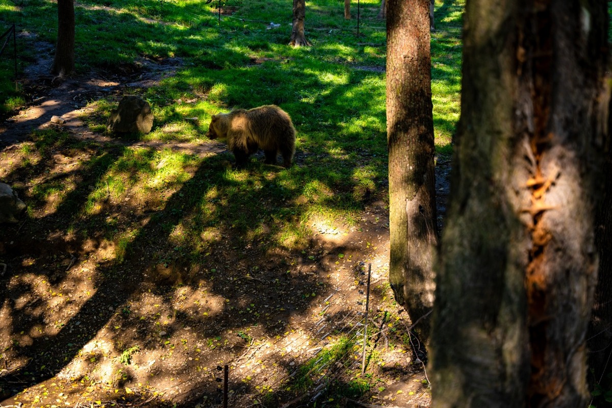 FOTO: Novinky v košickej zoo, foto 2
