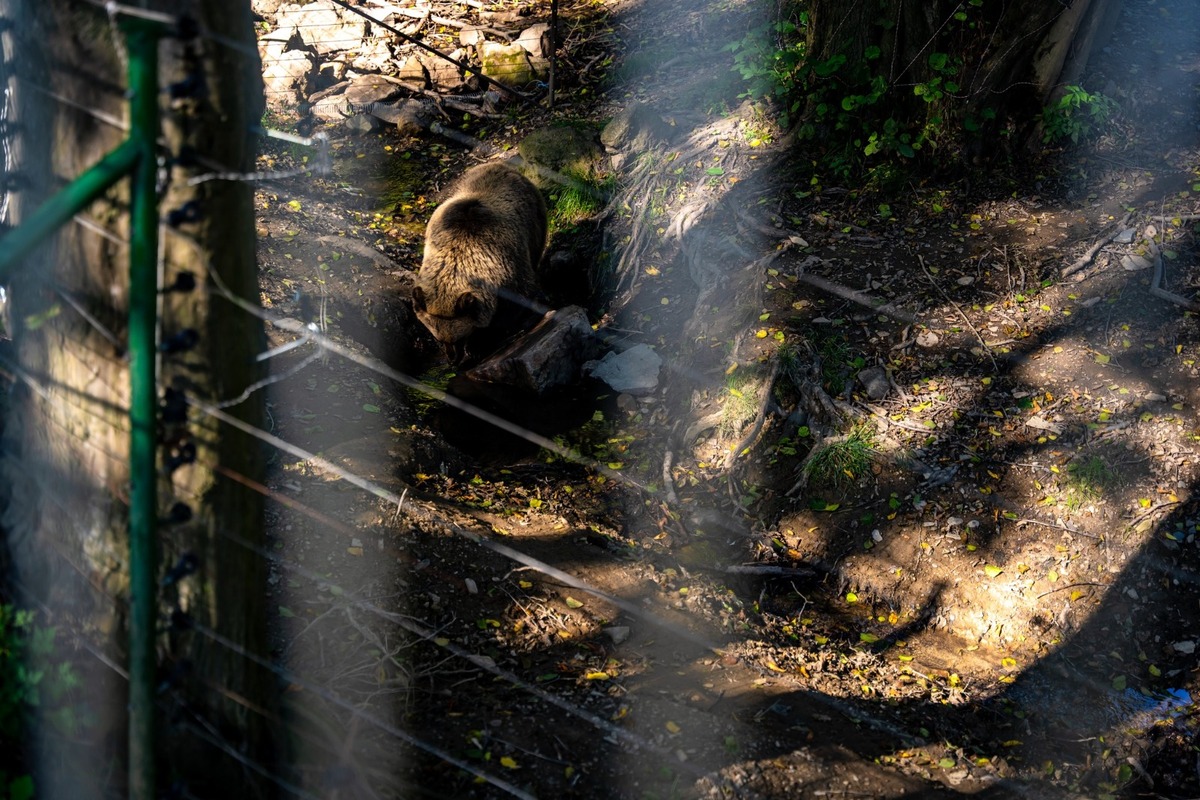 FOTO: Novinky v košickej zoo, foto 3