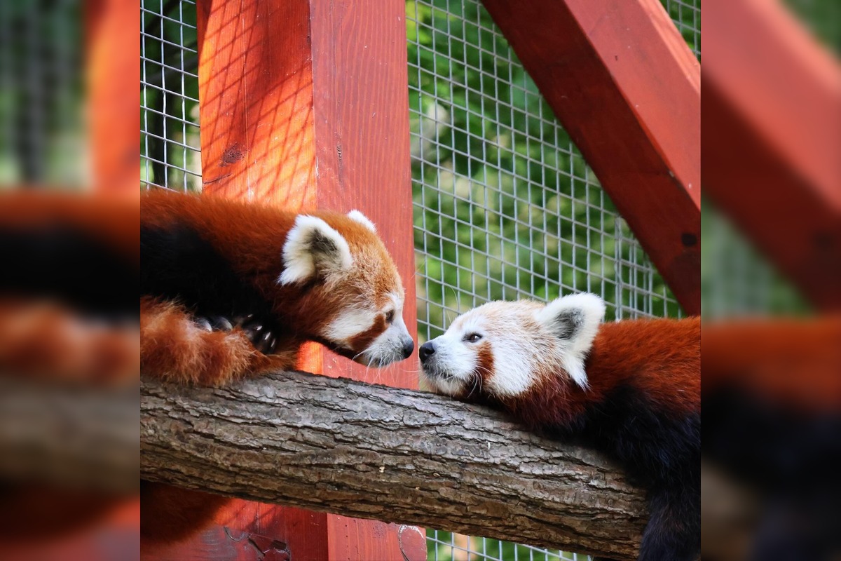 FOTO: Novinky v košickej zoo, foto 9