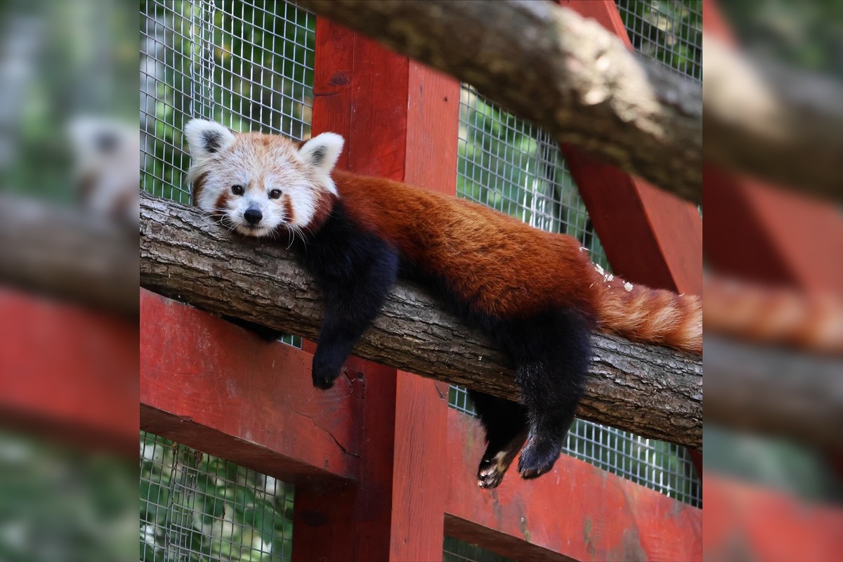 FOTO: Novinky v košickej zoo, foto 10