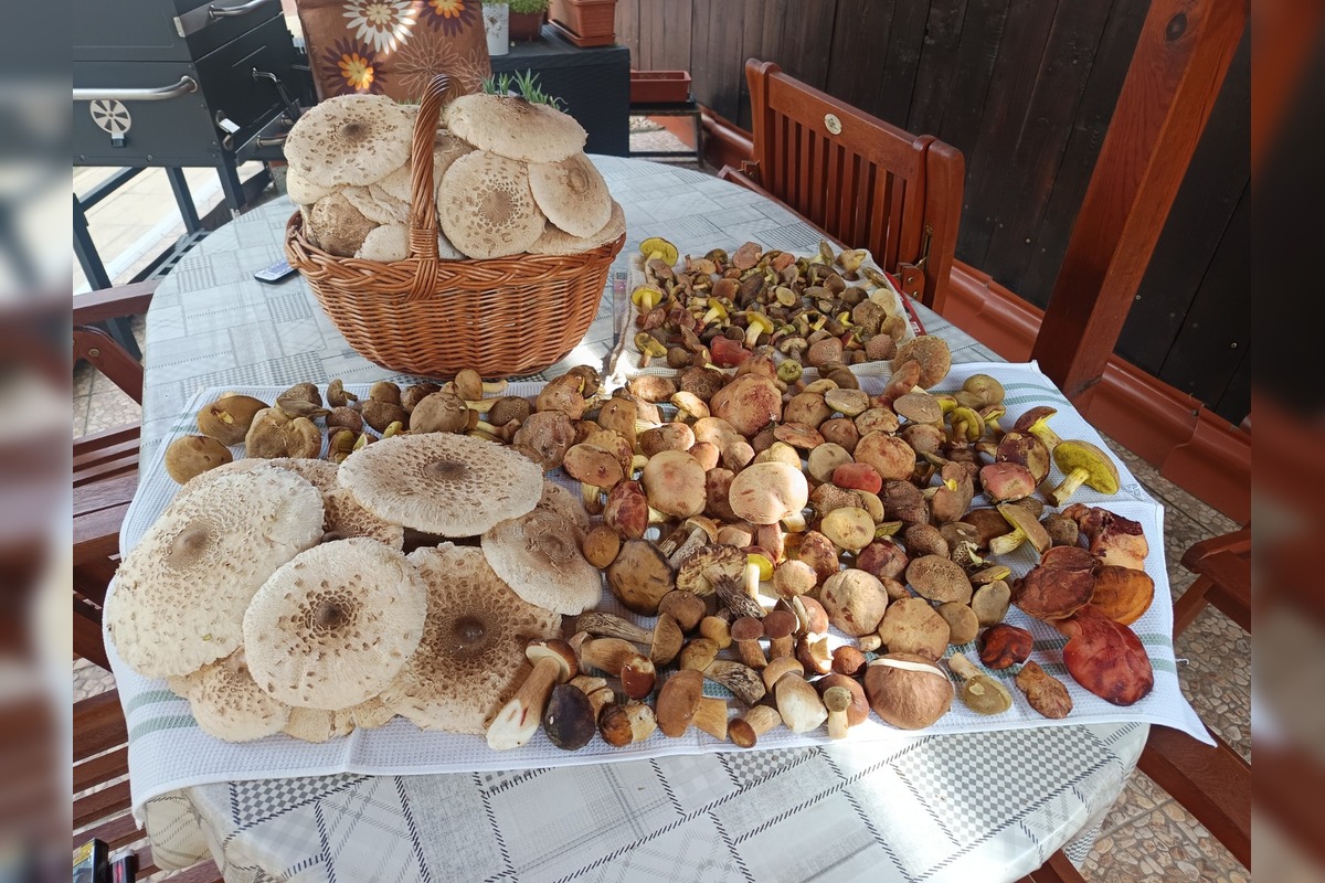 FOTO: Hubárom na východe praskajú košíky vo švíkoch, foto 8