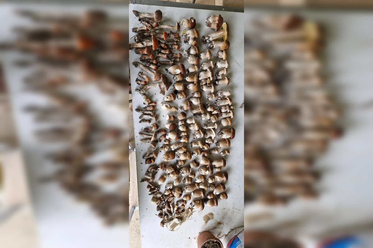 FOTO: Hubárom na východe praskajú košíky vo švíkoch, foto 12