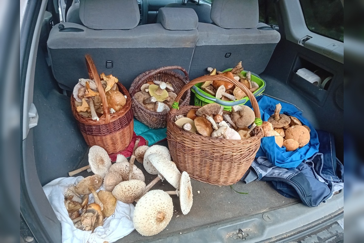 FOTO: Hubárom na východe praskajú košíky vo švíkoch, foto 11