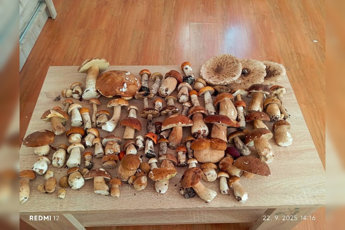 FOTO: Hubárom na východe praskajú košíky vo švíkoch, foto 15