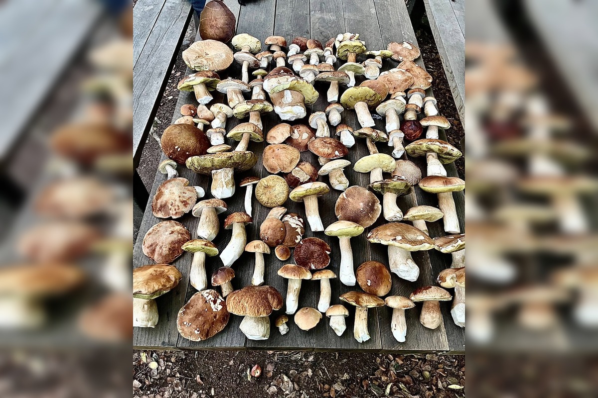 FOTO: Hubárom na východe praskajú košíky vo švíkoch, foto 16