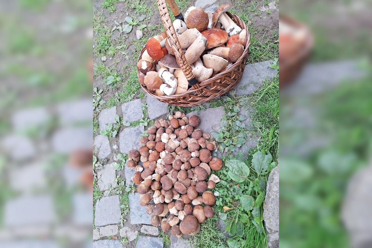 FOTO: Hubárom na východe praskajú košíky vo švíkoch, foto 17