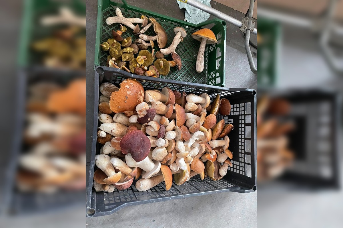 FOTO: Hubárom na východe praskajú košíky vo švíkoch, foto 18