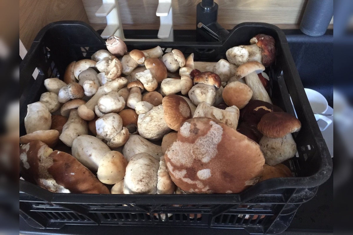 FOTO: Hubárom na východe praskajú košíky vo švíkoch, foto 9