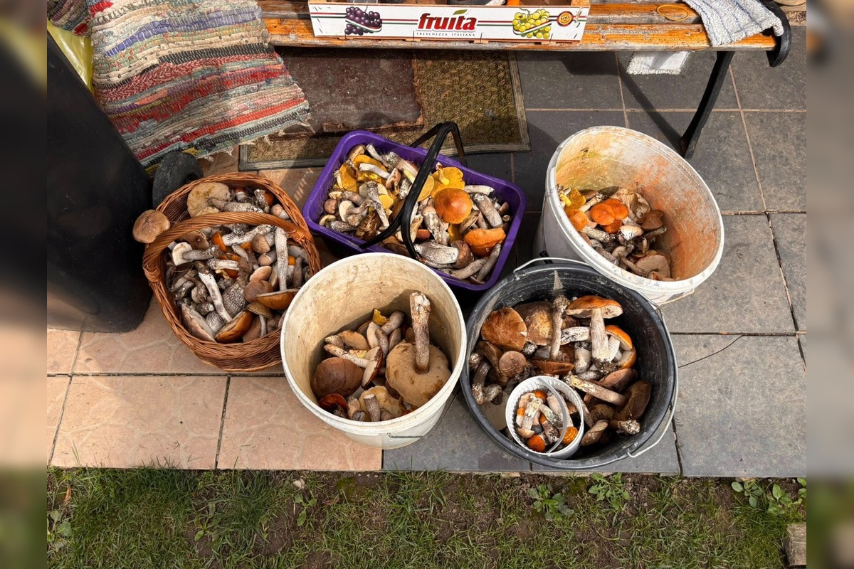 FOTO: Hubárom na východe praskajú košíky vo švíkoch, foto 19