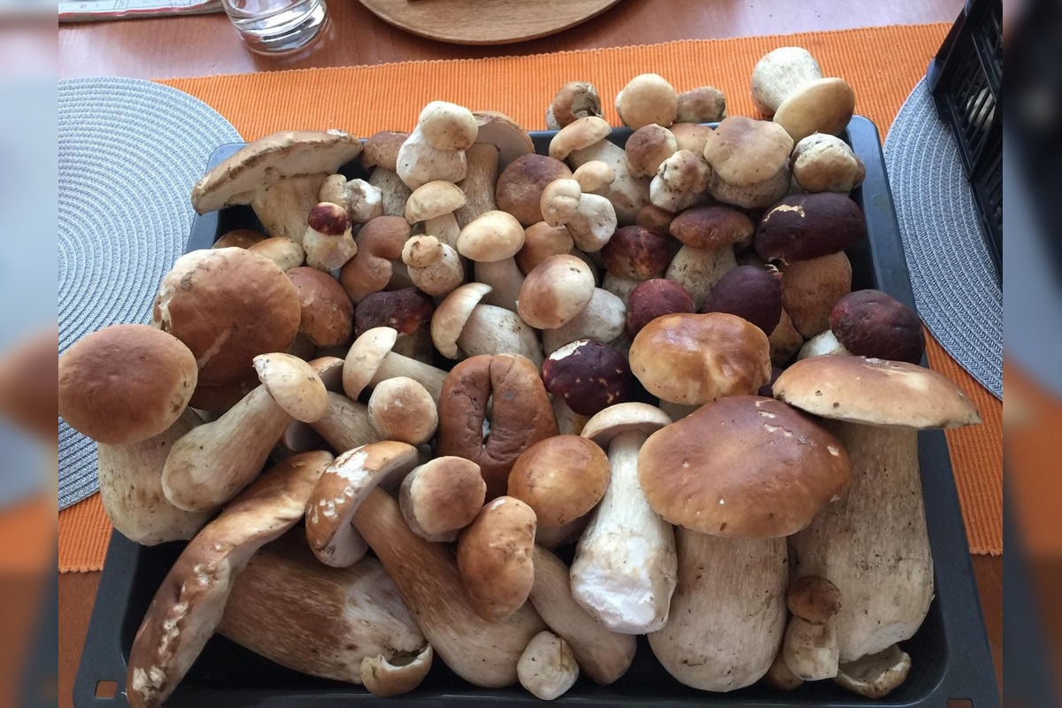 FOTO: Hubárom na východe praskajú košíky vo švíkoch, foto 5