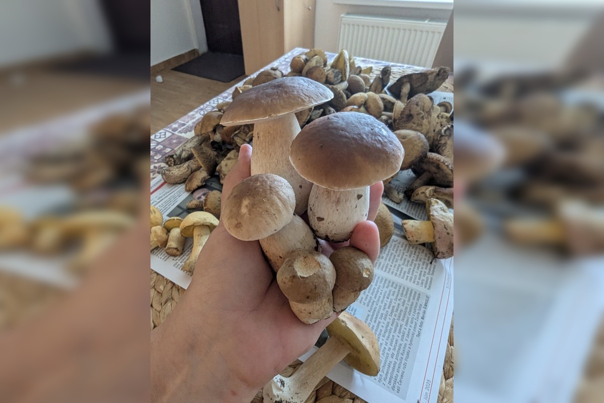 FOTO: Hubárom na východe praskajú košíky vo švíkoch, foto 21