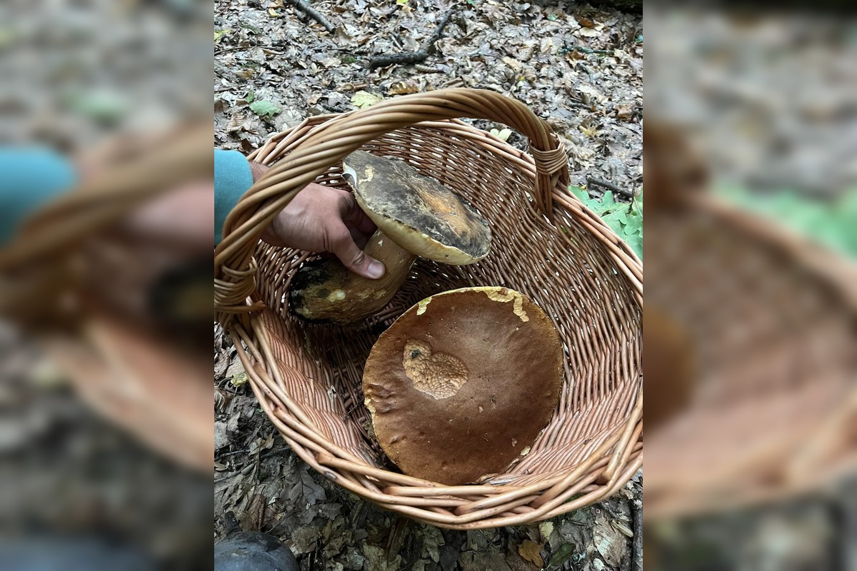 FOTO: Hubárom na východe praskajú košíky vo švíkoch, foto 22