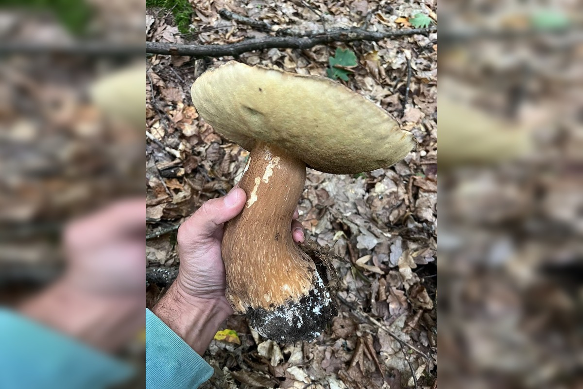 FOTO: Hubárom na východe praskajú košíky vo švíkoch, foto 24