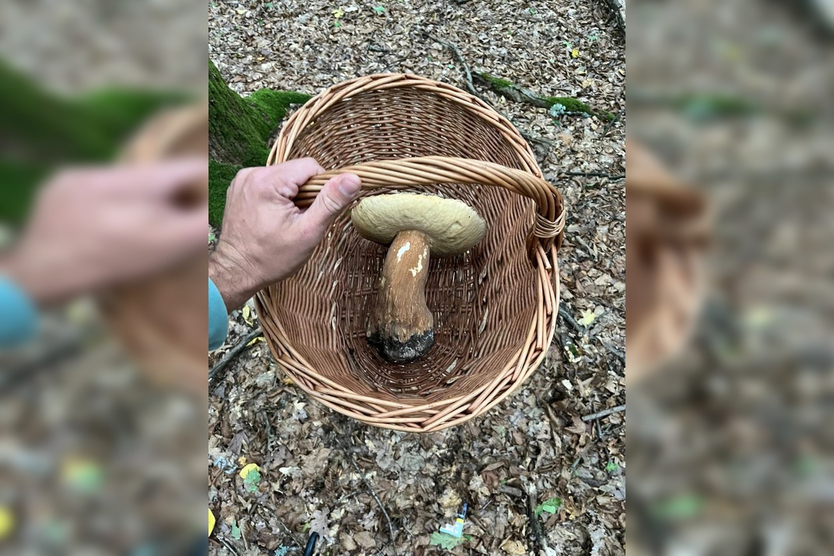 FOTO: Hubárom na východe praskajú košíky vo švíkoch, foto 26