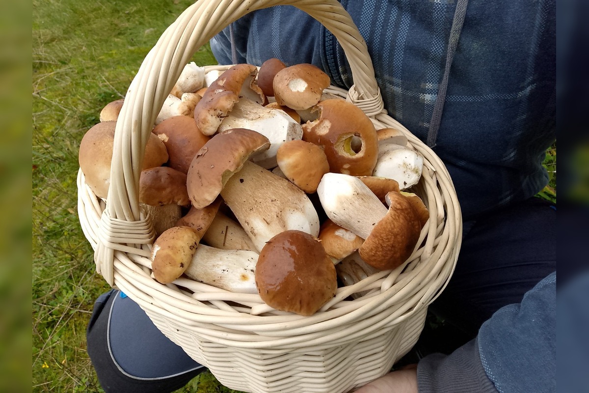 FOTO: Hubárom na východe praskajú košíky vo švíkoch, foto 27