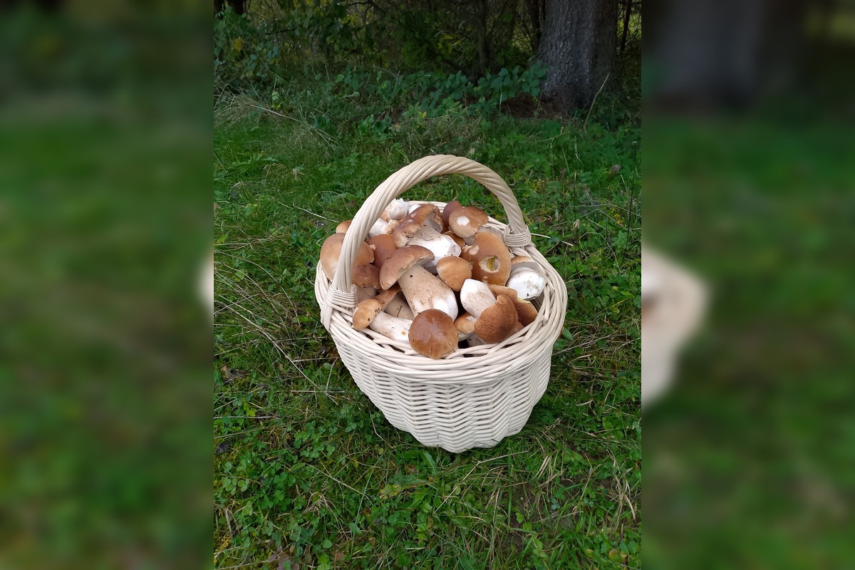 FOTO: Hubárom na východe praskajú košíky vo švíkoch, foto 28