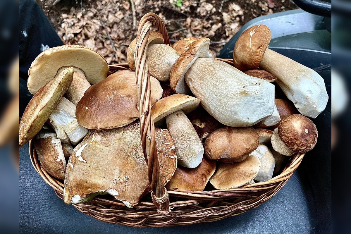 FOTO: Hubárom na východe praskajú košíky vo švíkoch, foto 29