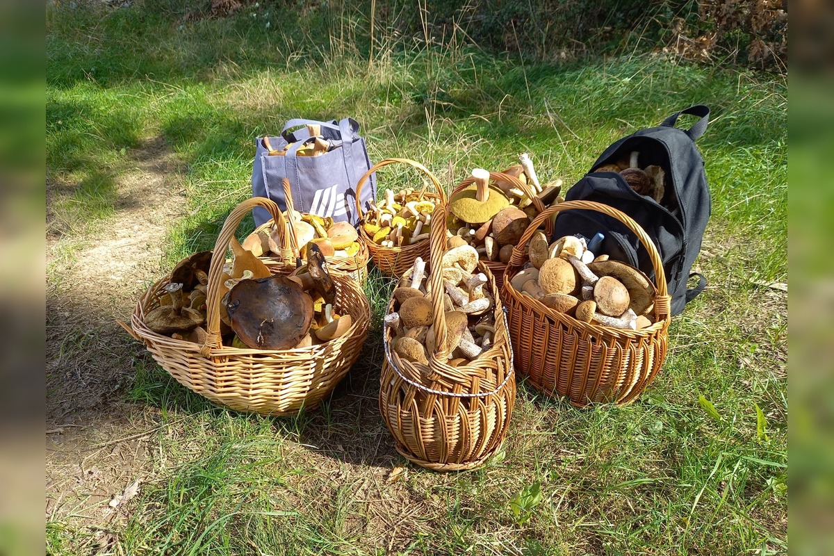 FOTO: Hubárom na východe praskajú košíky vo švíkoch, foto 2