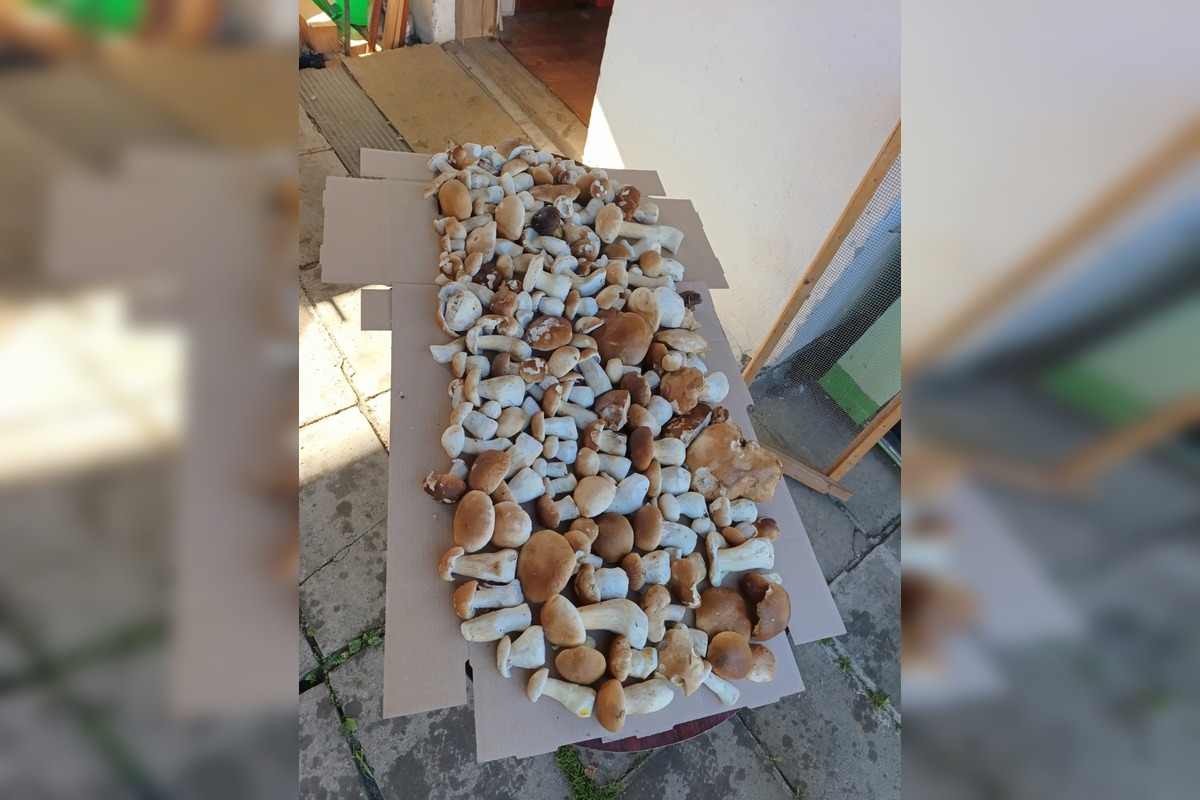 FOTO: Hubárom na východe praskajú košíky vo švíkoch, foto 20