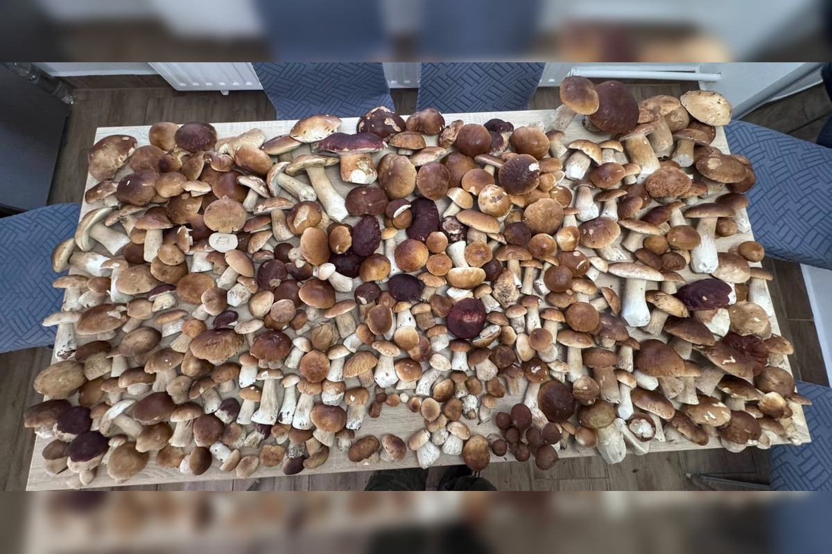 FOTO: Hubárom na východe praskajú košíky vo švíkoch, foto 10