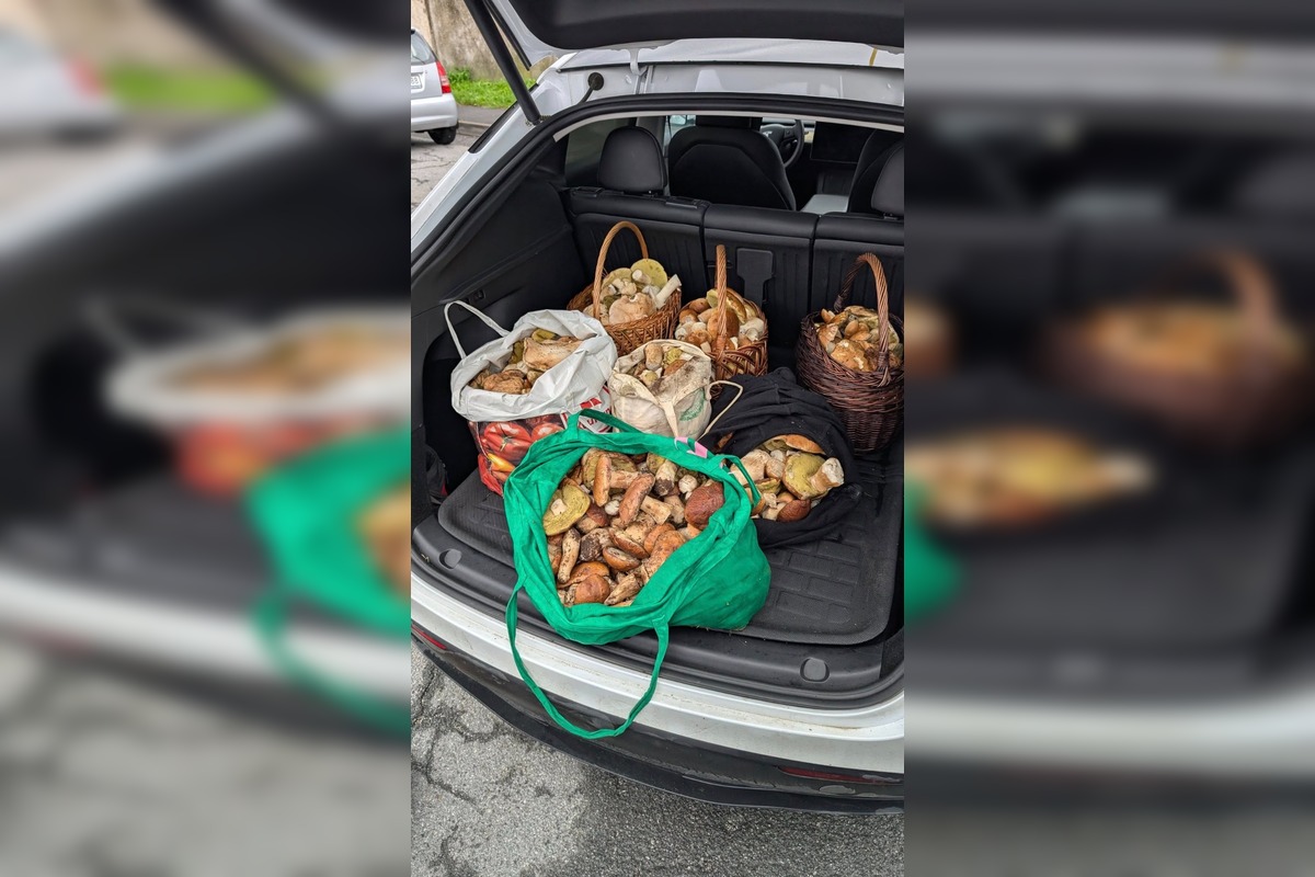 FOTO: Hubárom na východe praskajú košíky vo švíkoch, foto 4