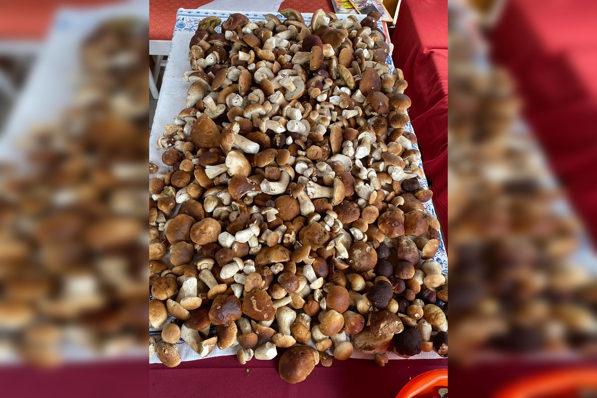 FOTO: Hubárom na východe praskajú košíky vo švíkoch, foto 6