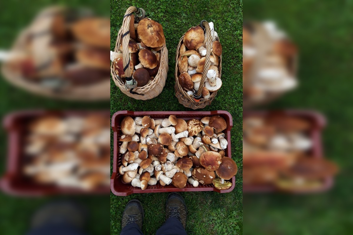 FOTO: Hubárom na východe praskajú košíky vo švíkoch, foto 3