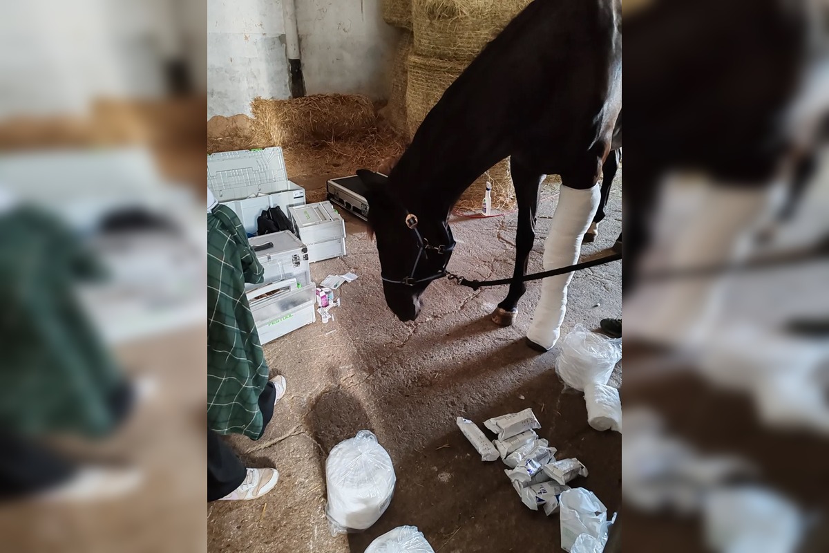 FOTO: Kobylka Zoey potrebuje vašu pomoc na zotavenie, foto 2