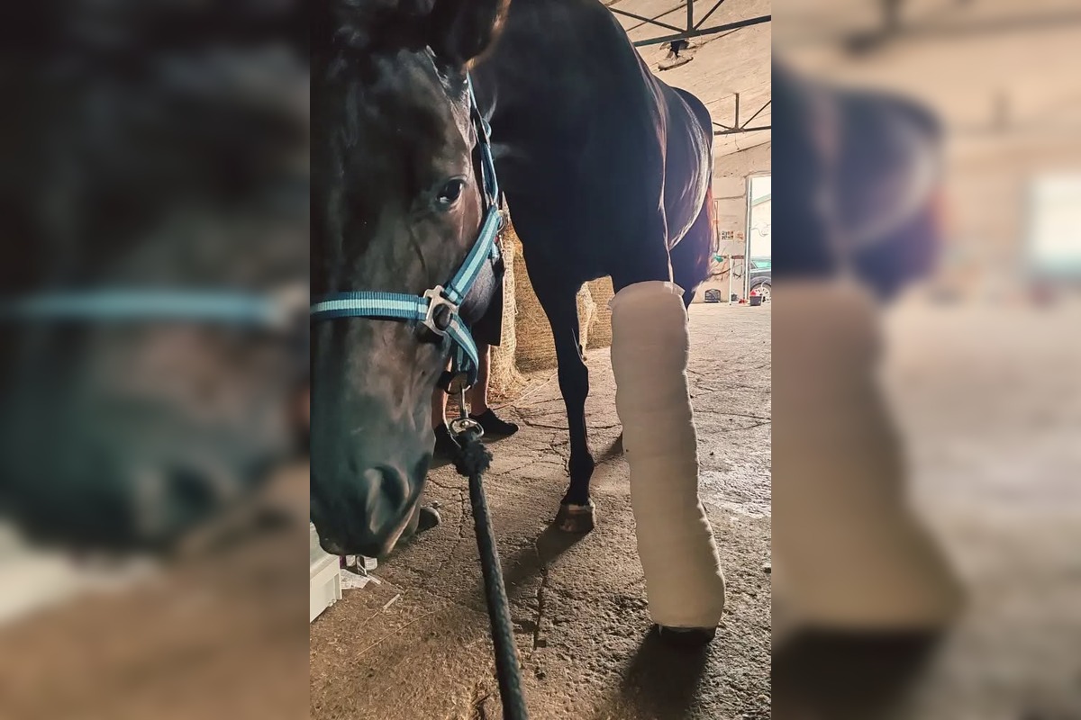 FOTO: Kobylka Zoey potrebuje vašu pomoc na zotavenie, foto 3