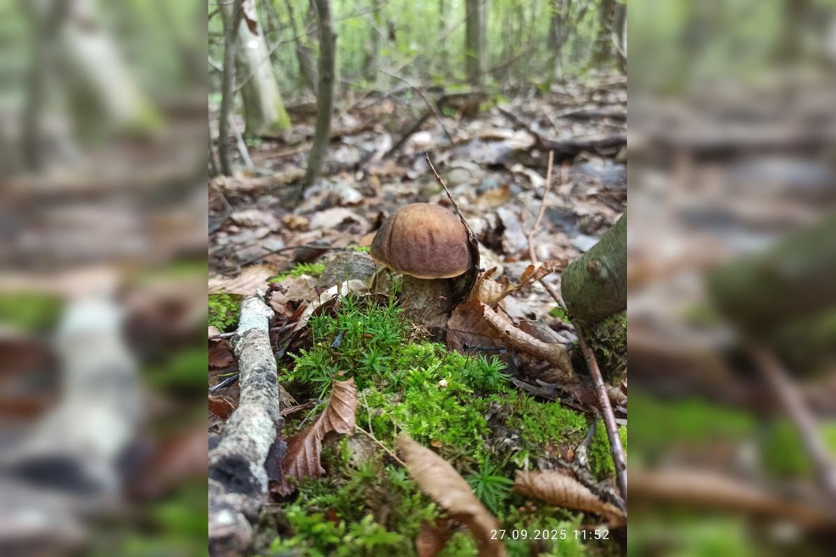 FOTO: V lesoch blízko obce Dargov rastie tento rok rekordný počet húb, foto 1