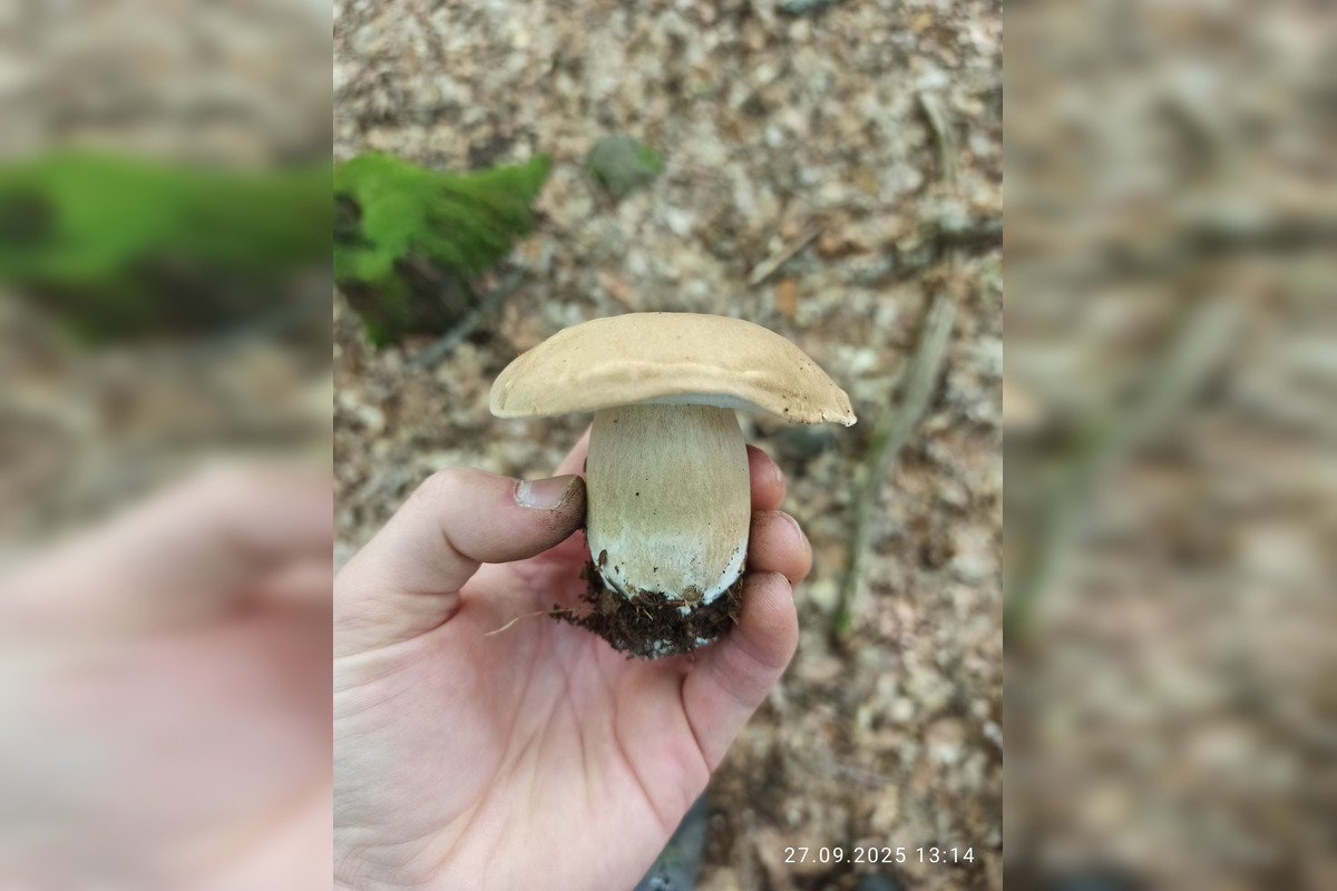 FOTO: V lesoch blízko obce Dargov rastie tento rok rekordný počet húb, foto 2