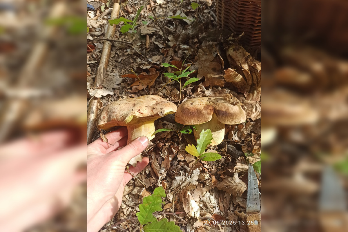 FOTO: V lesoch blízko obce Dargov rastie tento rok rekordný počet húb, foto 3