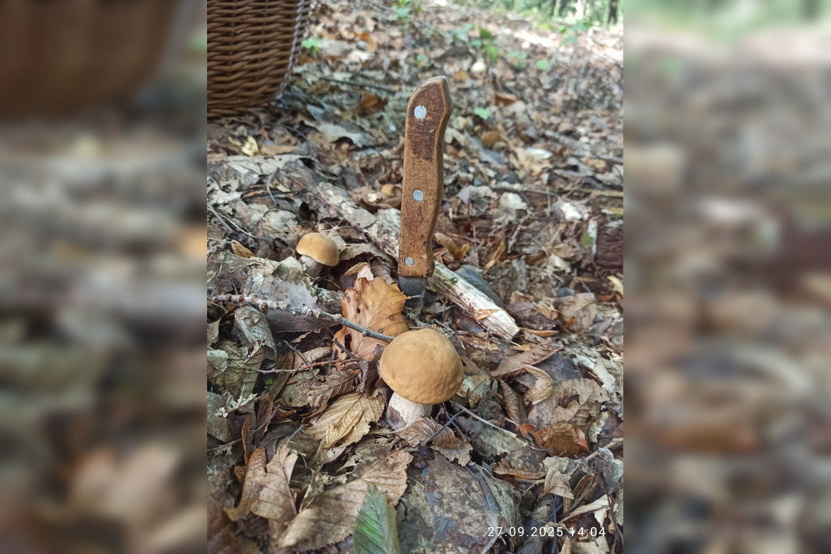 FOTO: V lesoch blízko obce Dargov rastie tento rok rekordný počet húb, foto 4