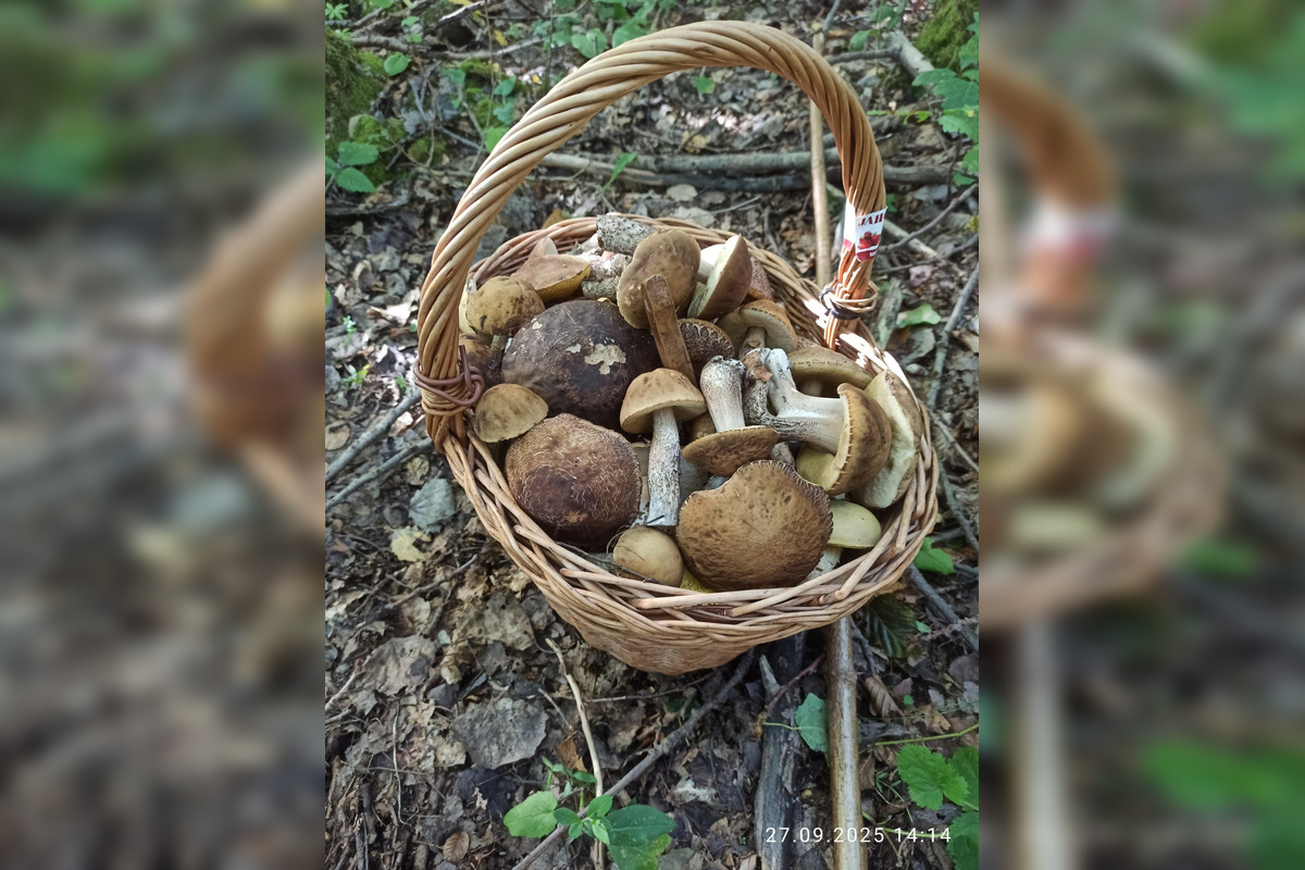 FOTO: V lesoch blízko obce Dargov rastie tento rok rekordný počet húb, foto 5