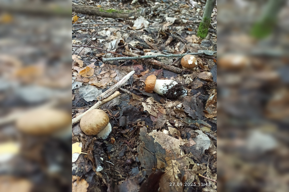 FOTO: V lesoch blízko obce Dargov rastie tento rok rekordný počet húb, foto 6
