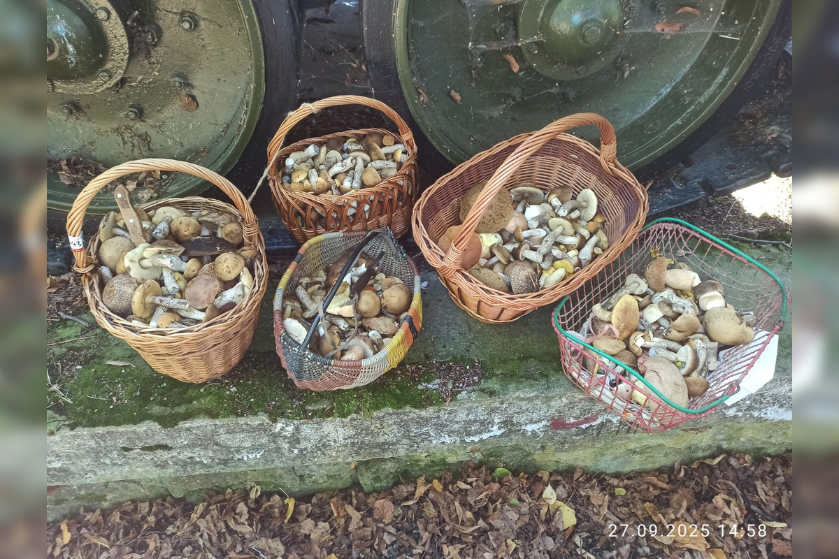 FOTO: V lesoch blízko obce Dargov rastie tento rok rekordný počet húb, foto 7