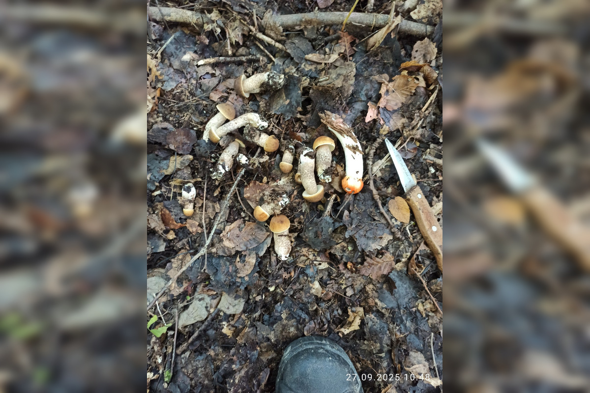 FOTO: V lesoch blízko obce Dargov rastie tento rok rekordný počet húb, foto 8