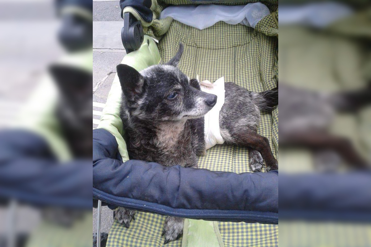 FOTO: Psíčkari sa podelil s fotkami svojich miláčikov, foto 3