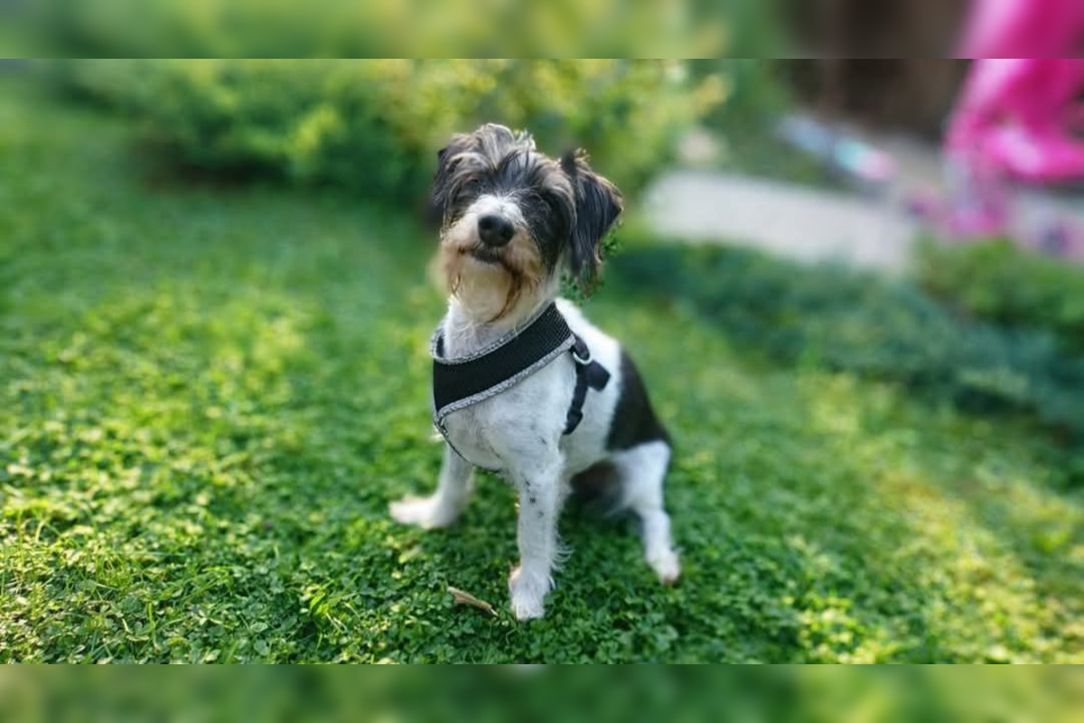 FOTO: Psíčkari sa podelil s fotkami svojich miláčikov, foto 8