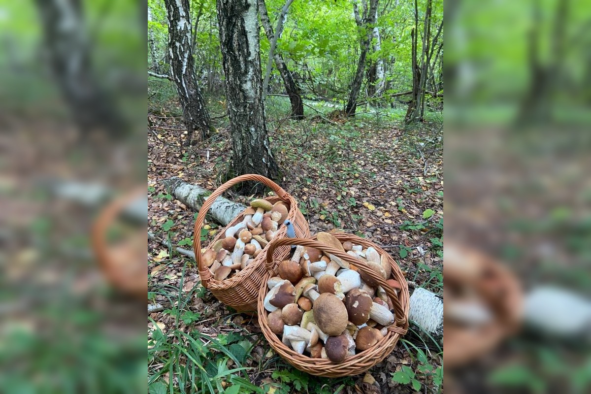 FOTO: Hubárska diagnóza zasiahla východ. Dubáky, smiech aj plné košíky, foto 2