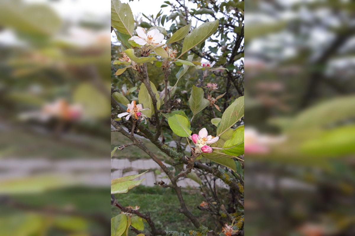 FOTO: Na košickej Furči obyvatelia obdivujú rozkvitnutú jabloň, foto 1