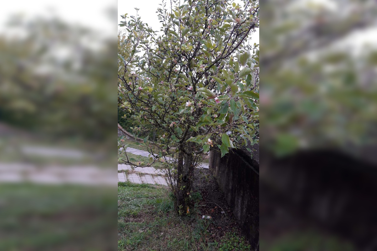 FOTO: Na košickej Furči obyvatelia obdivujú rozkvitnutú jabloň, foto 2