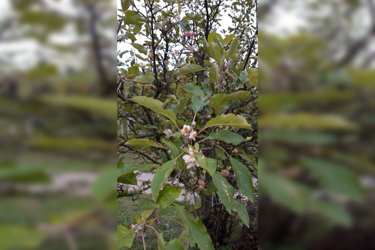 FOTO: Na košickej Furči obyvatelia obdivujú rozkvitnutú jabloň, foto 3