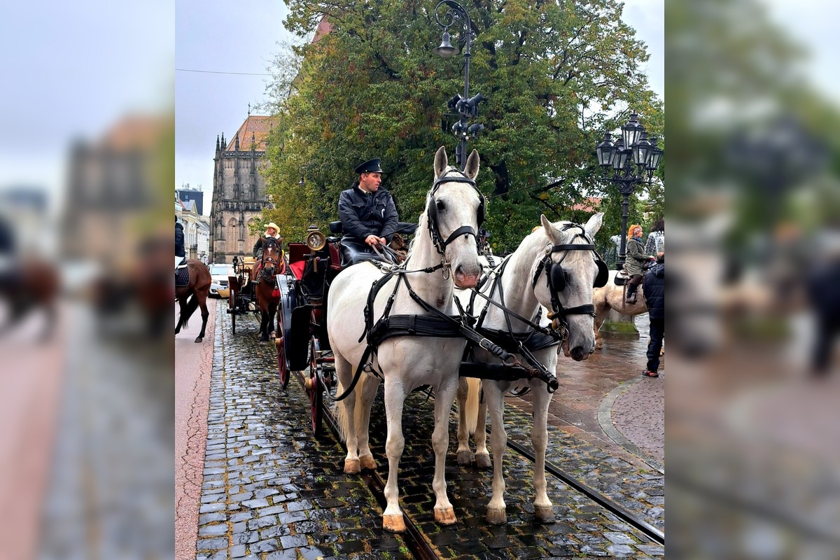 FOTO: Košicami viedol sprievod koní v rámci Hubertovej jazdy, foto 3