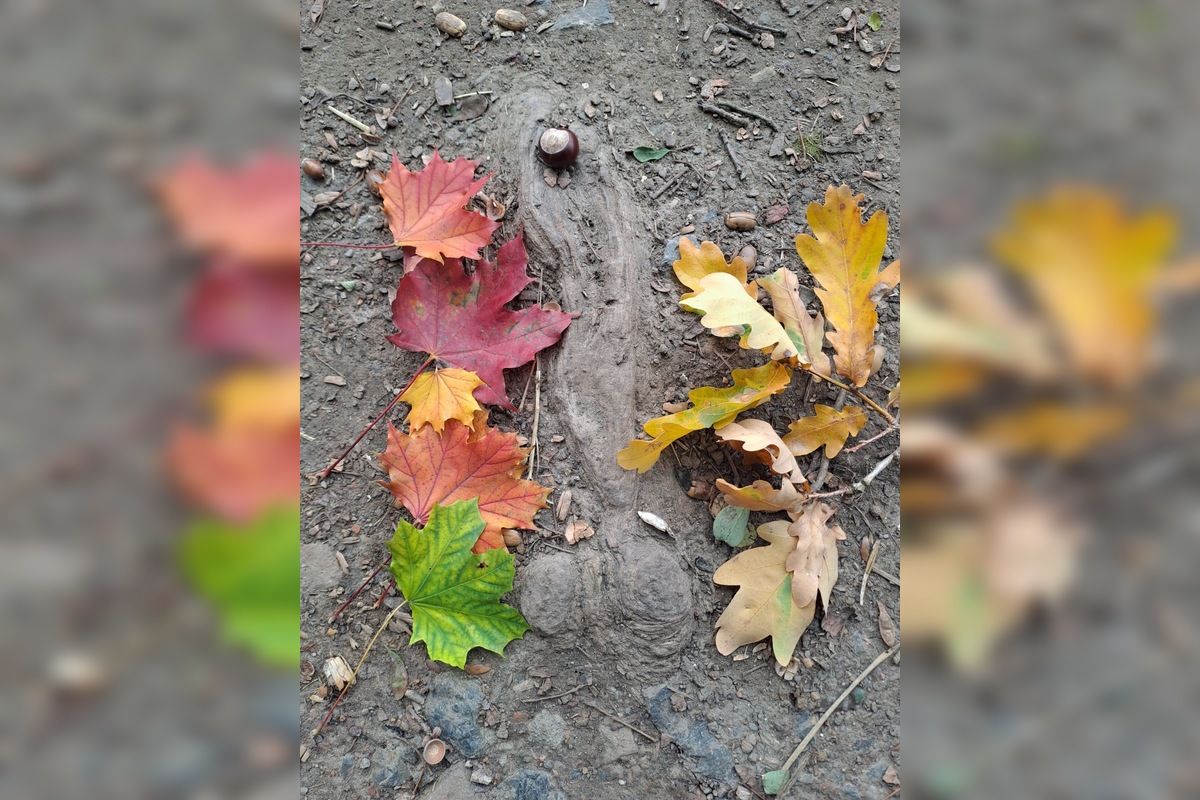 FOTO: Úkazy z lístia bavia celé Slovensko, ľudia sa predbiehajú v nápadoch, foto 1