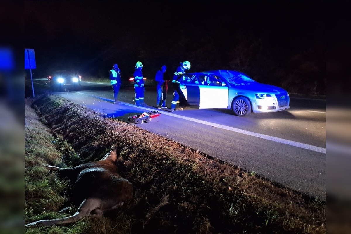 FOTO: Zrážka auta s losom za Košickou Novou Vsou, foto 1