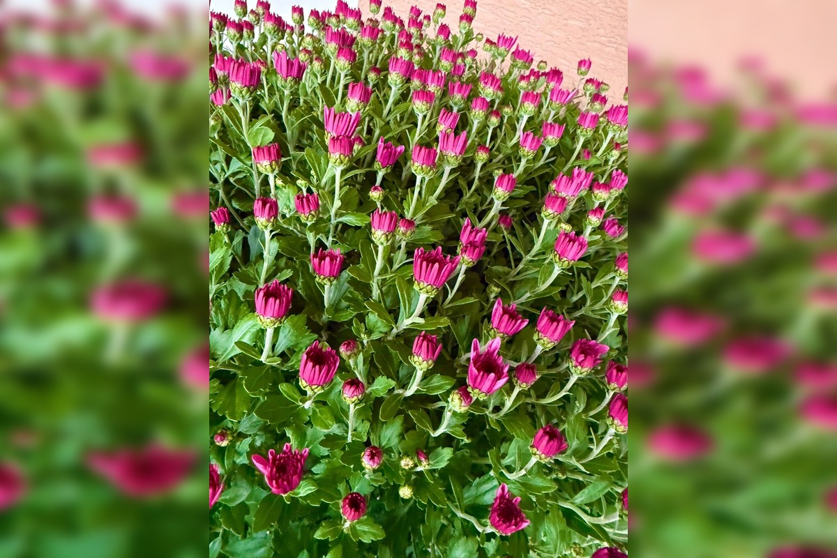 FOTO: Obecný úrad v Zalužiciach zdobia chryzantémy, ktoré darovala rodina, foto 6