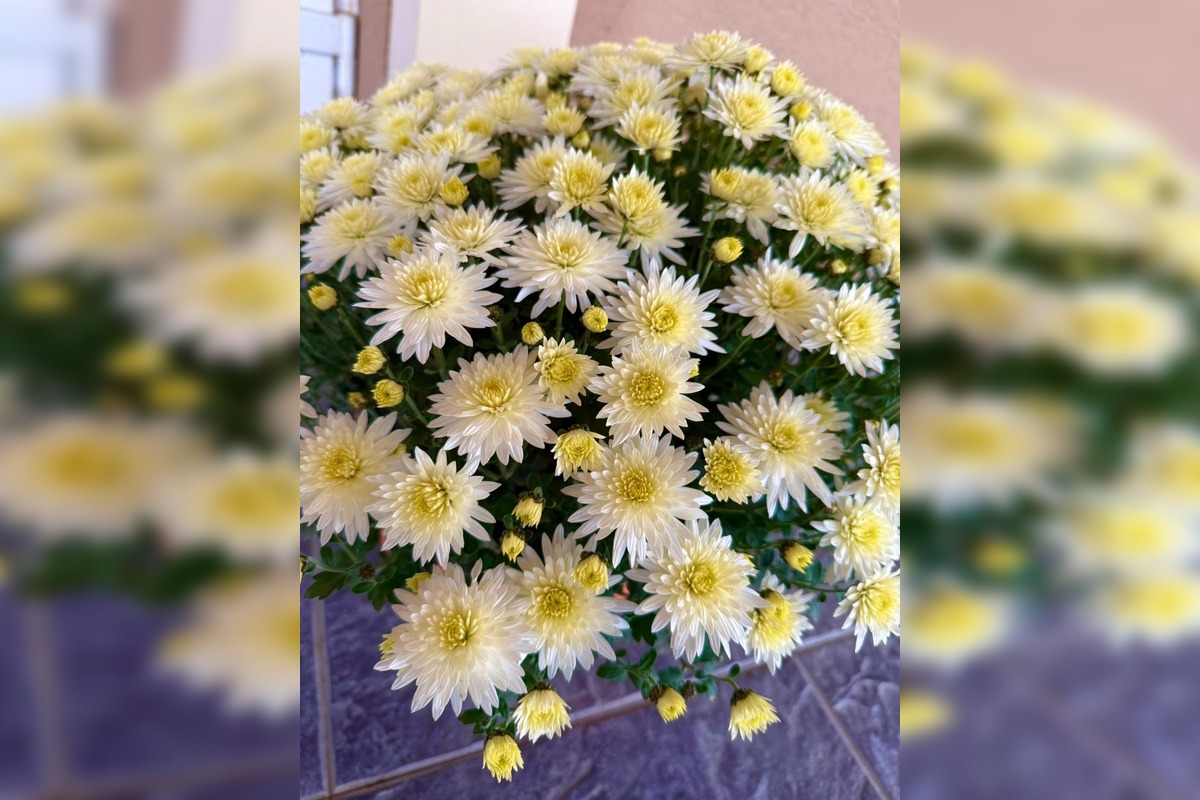 FOTO: Obecný úrad v Zalužiciach zdobia chryzantémy, ktoré darovala rodina, foto 5